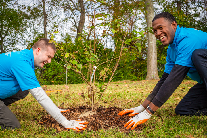 ASEZ Sleepy Hole Tree Planting